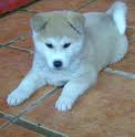 akita iinu.jpg